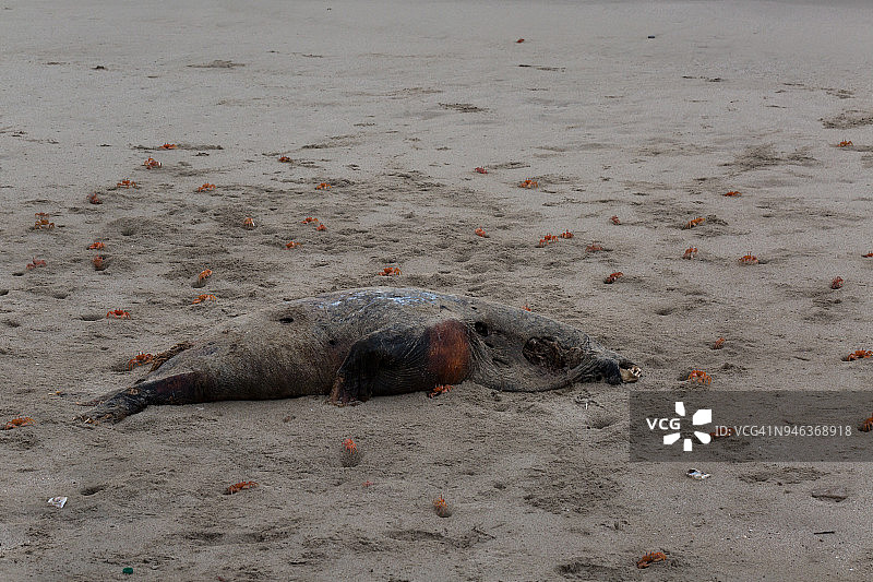 腐烂的海狮图片素材