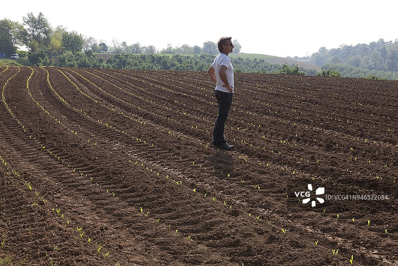 男人站在刚种的玉米地里向外看，意大利皮埃蒙特图片素材
