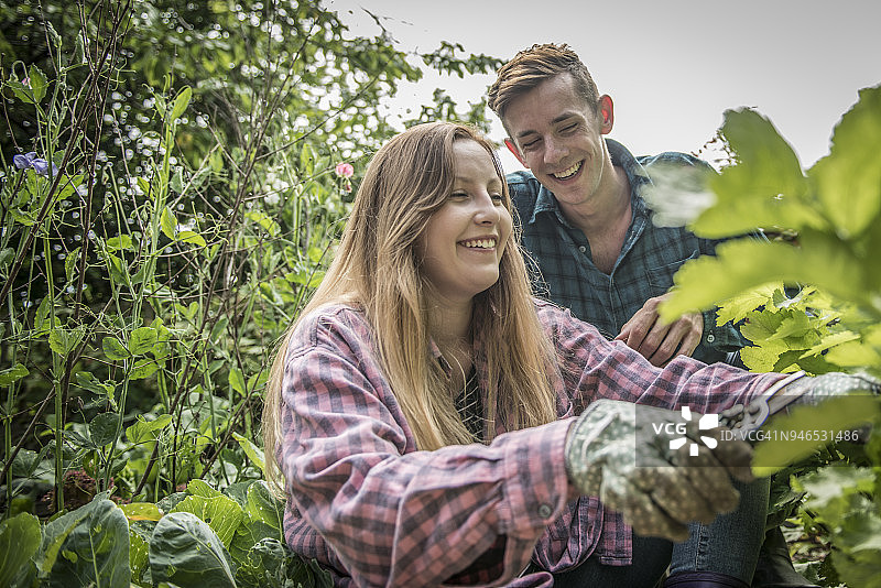 两个年轻的园丁在他们的菜园里工作图片素材