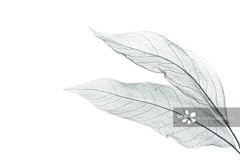 白色桌子上的树叶骨骼图片素材