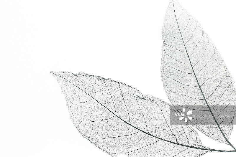 白色桌子上的树叶骨骼图片素材