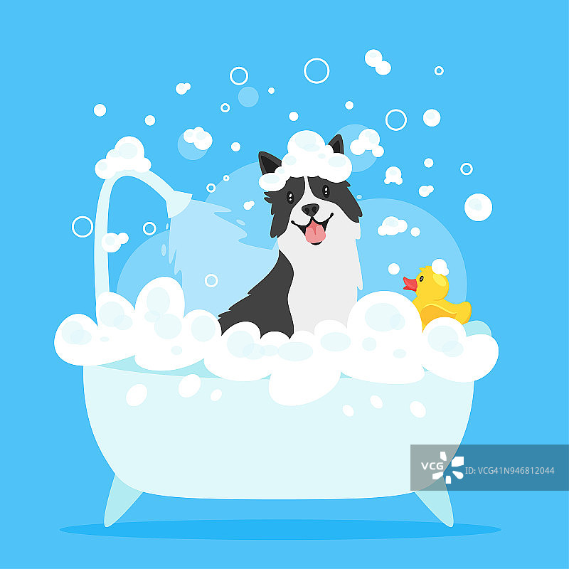 小狗洗澡图片素材