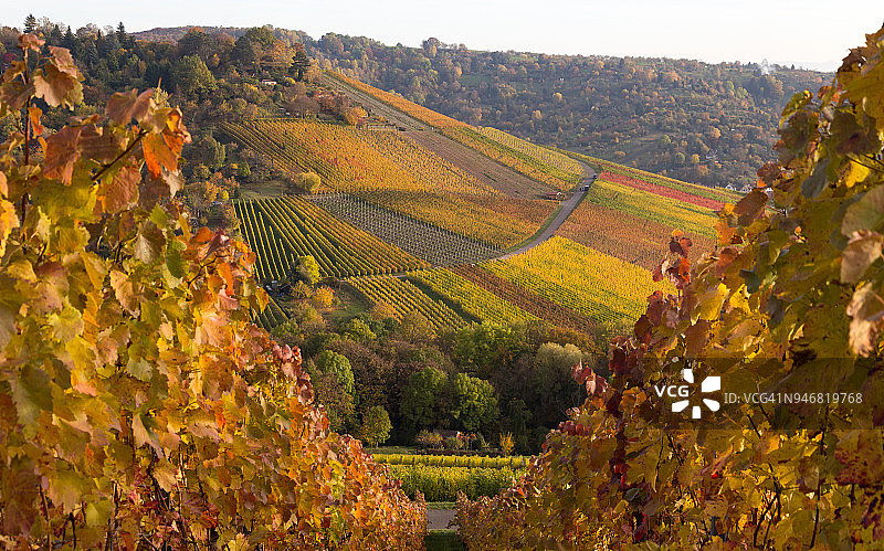 德国斯图加特-乌尔巴赫的葡萄园图片素材