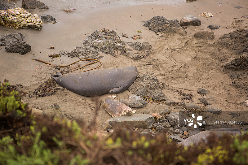 布兰卡斯象海豹海滩图片素材