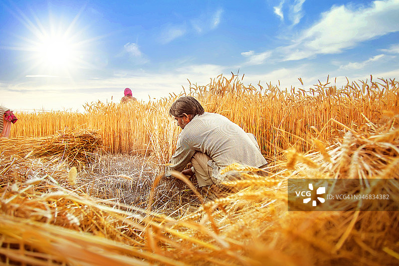 亚洲男人用镰刀割麦子图片素材