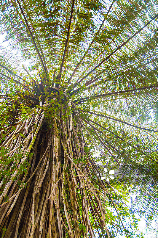 新西兰南岛雨林图片素材