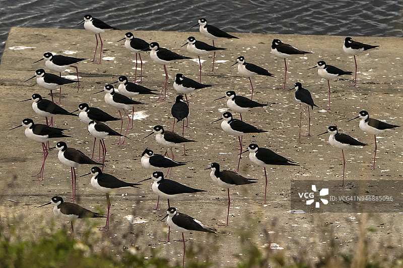 黑颈长脚鹬图片素材