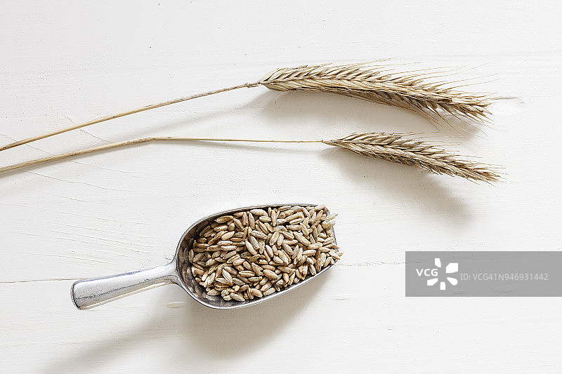 浅色背景上的两株黑麦穗和一铲黑麦图片素材