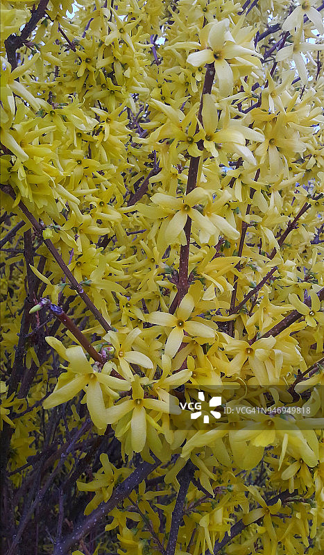 盛开的连翘灌木图片素材
