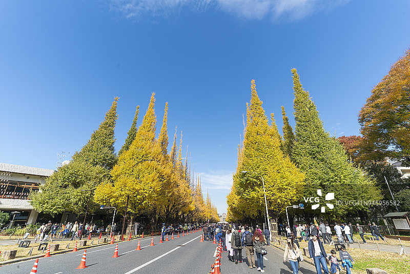 东京银杏树林荫道秋景图片素材