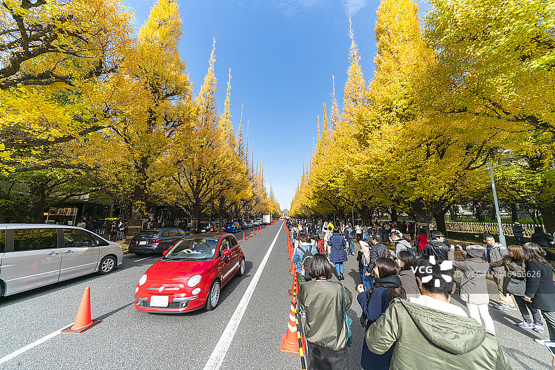 东京银杏树大道秋叶景观图片素材