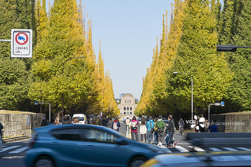 人们在日本东京神宫外苑欣赏秋季银杏树图片素材