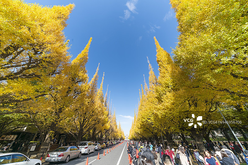 东京银杏树大道秋叶景观图片素材