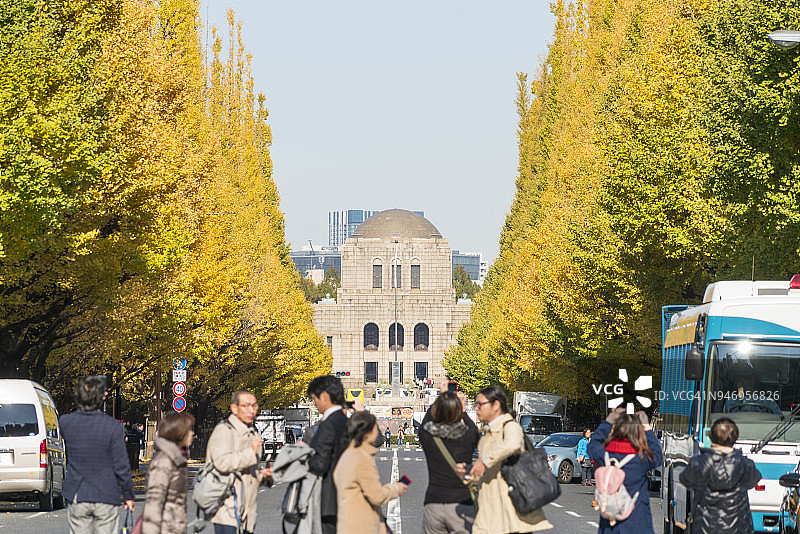 人们在日本东京神宫外苑欣赏秋季银杏树图片素材