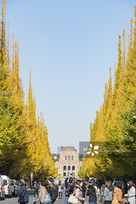 2017年11月17日，人们在东京千代田区神宫外苑银杏树大道前的十字路口观赏成排的秋季银杏树。图片素材