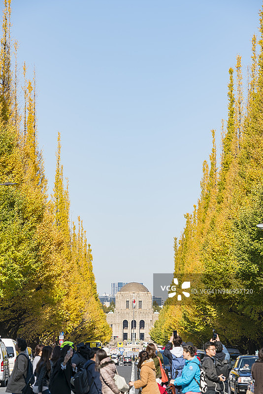 2017年11月17日，人们在东京千代田区神宫外苑银杏树大道前的十字路口观赏成排的秋季银杏树。图片素材