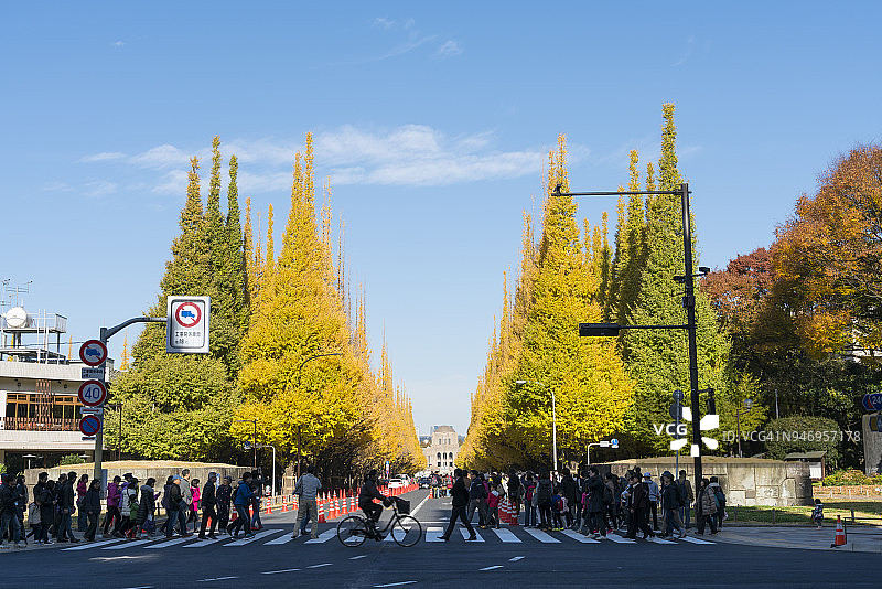 2017年11月26日，东京千代田区神宫外苑银杏树大道，人们观赏秋日银杏树图片素材