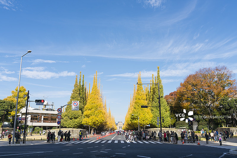东京银杏树林荫道秋景图片素材