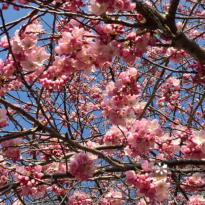 蓝天下的盛开樱桃树图片素材