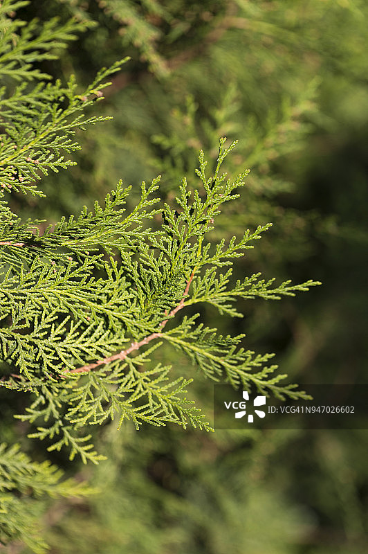 特写镜头：翠柏树图片素材