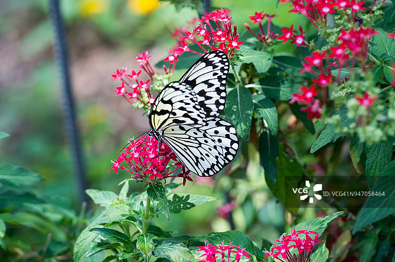 大绢斑蝶图片素材
