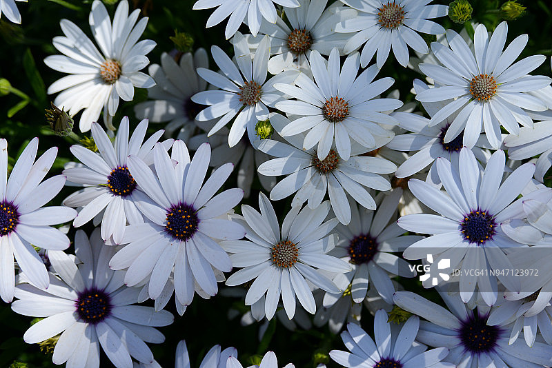 太阳金盏花宏观视图图片素材