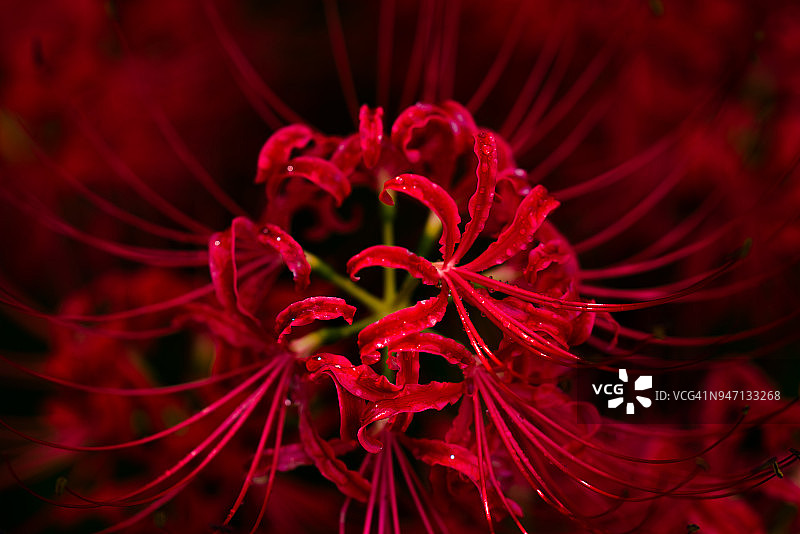 雨后的蜘蛛百合图片素材