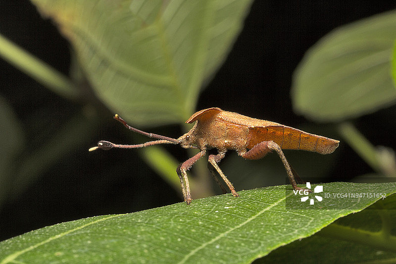 印度孟买的叶足虫图片素材