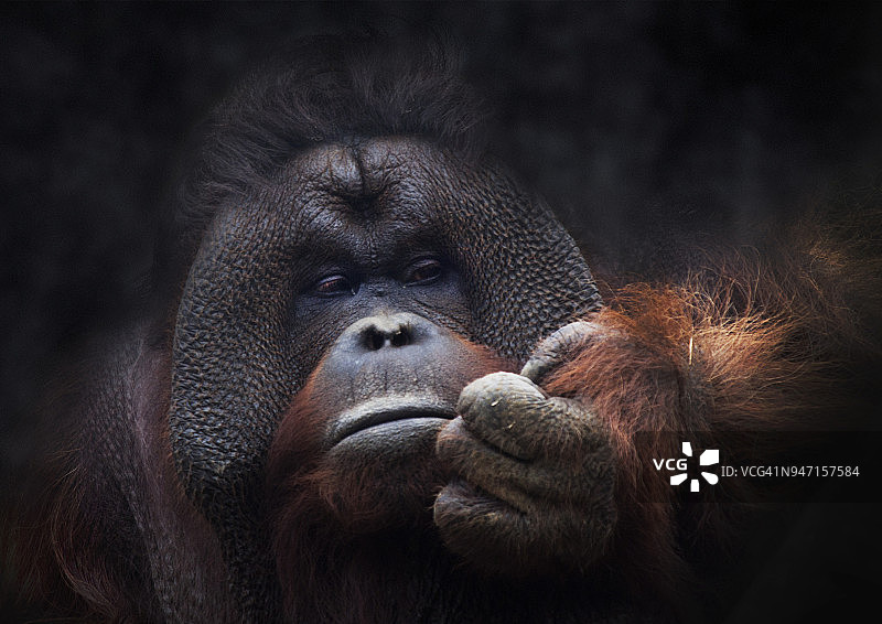 猩猩肖像图片素材