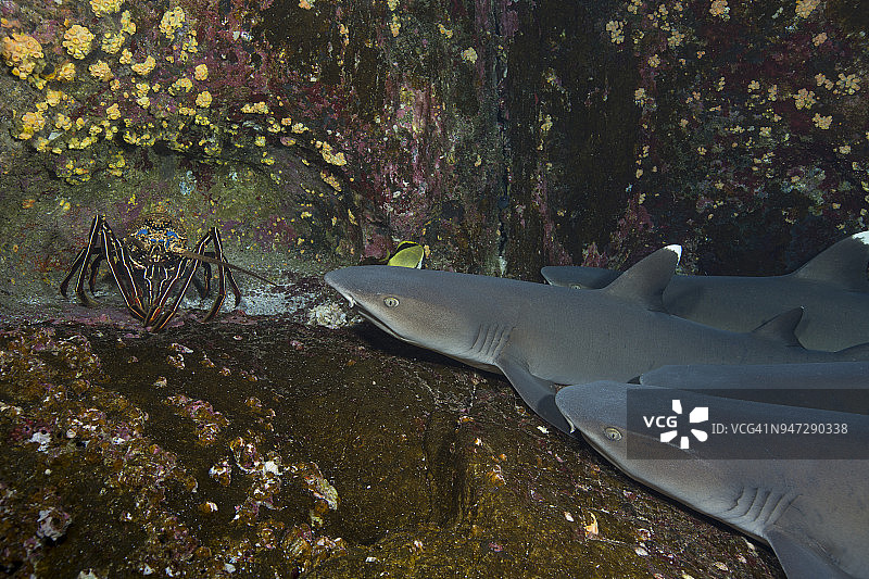 多刺龙虾在索科罗岛白鳍礁鲨附近游荡图片素材