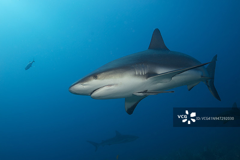 罗阿坦岛加勒比礁鲨图片素材