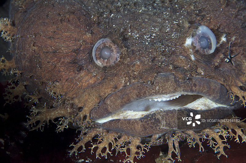 大眼蟾鱼特写图片素材