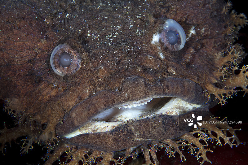 大眼蟾鱼特写图片素材