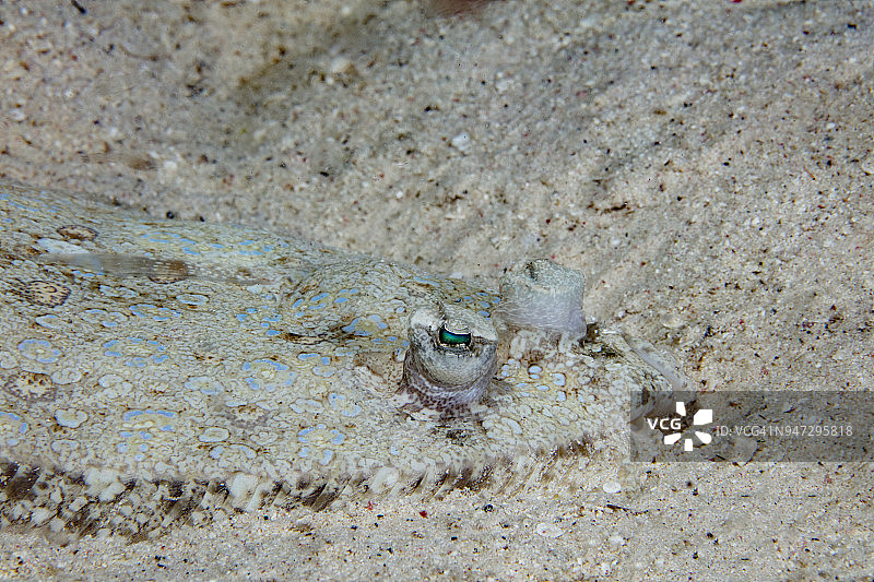 孔雀比目鱼特写图片素材