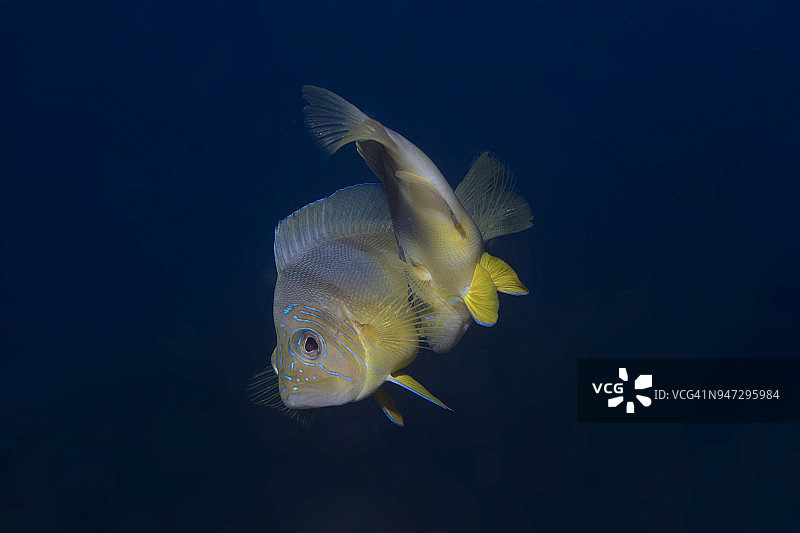 洪都拉斯海湾群岛斑纹角鱼交配图片素材