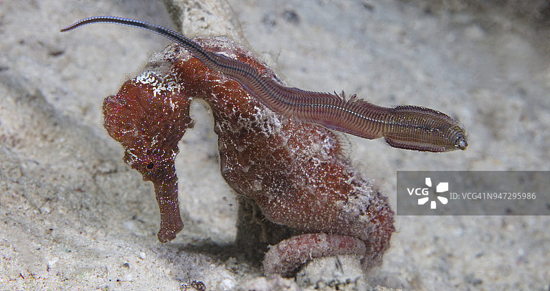 尤蒂拉夜潜拍摄的长吻海马特写图片素材