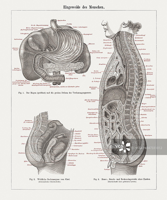 1897年版人体解剖内脏器官木刻图图片素材