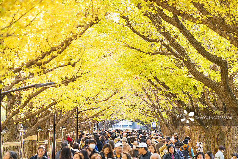 2017年11月17日，人群走在东京千代田区神宫外苑秋叶大道下，两旁是秋叶。秋叶环绕着大道和人群。图片素材