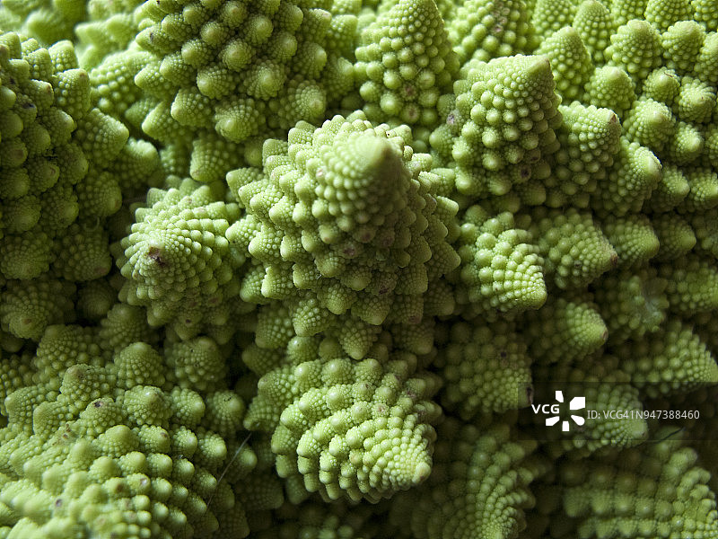 罗马花椰菜的细节图片素材