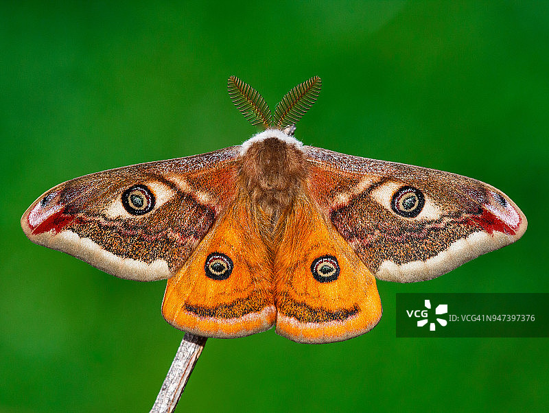 小豹纹夜蛾图片素材