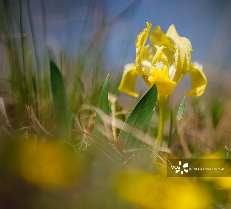 矮鸢尾花图片素材