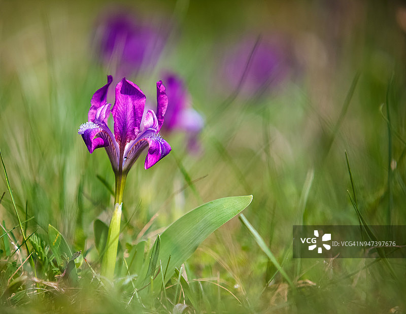矮鸢尾花图片素材