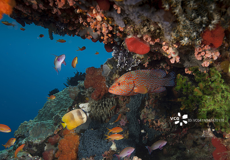 澳大利亚大堡礁“尖峰”潜水点的彩色珊瑚鱼图片素材