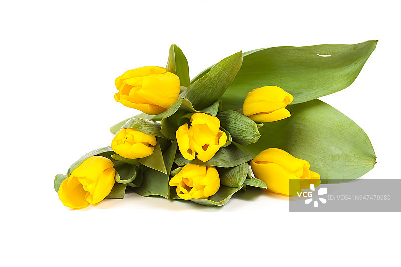白色背景上的一束新鲜黄色郁金香图片素材
