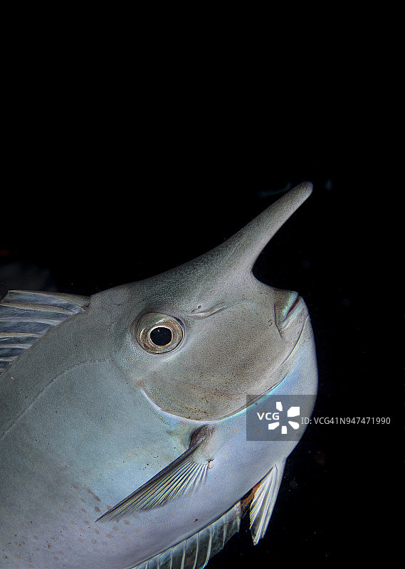 太平洋夜晚的黑色，勾勒出蓝鳍独角鱼的独特形状，澳大利亚大堡礁图片素材
