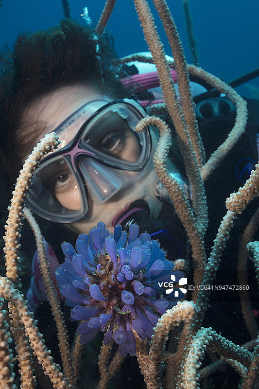 潜水员仔细观察一组蓝铃海鞘图片素材