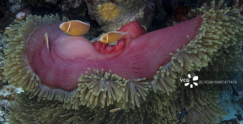 粉红色海葵鱼在珊瑚礁的壮丽海葵中穿梭图片素材