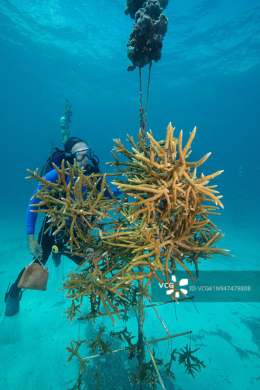 珊瑚修复基金会创始人查看佛罗里达州礁珊瑚种植情况图片素材