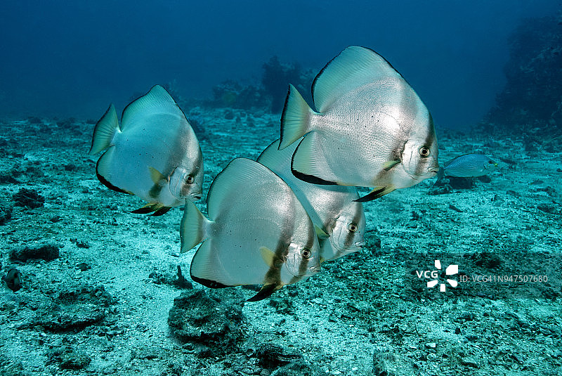 一群圆翅燕鱼图片素材