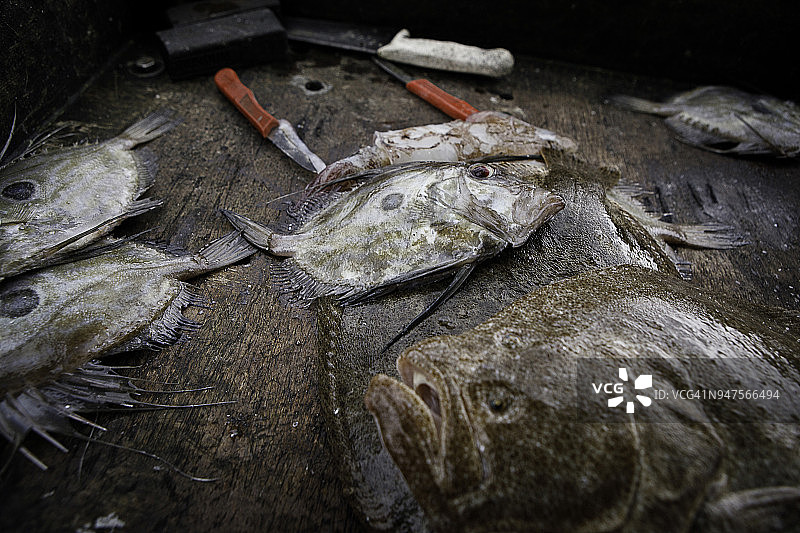 鲂鱼渔获图片素材